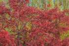 USA-Washington State-Seabeck Maple tree with red foliage Art Print